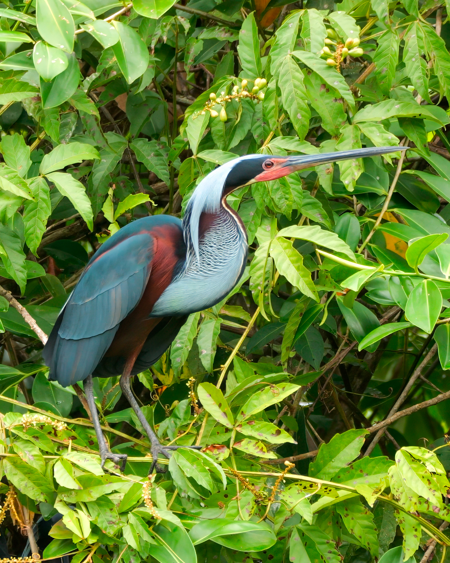 Agami Heron foraging