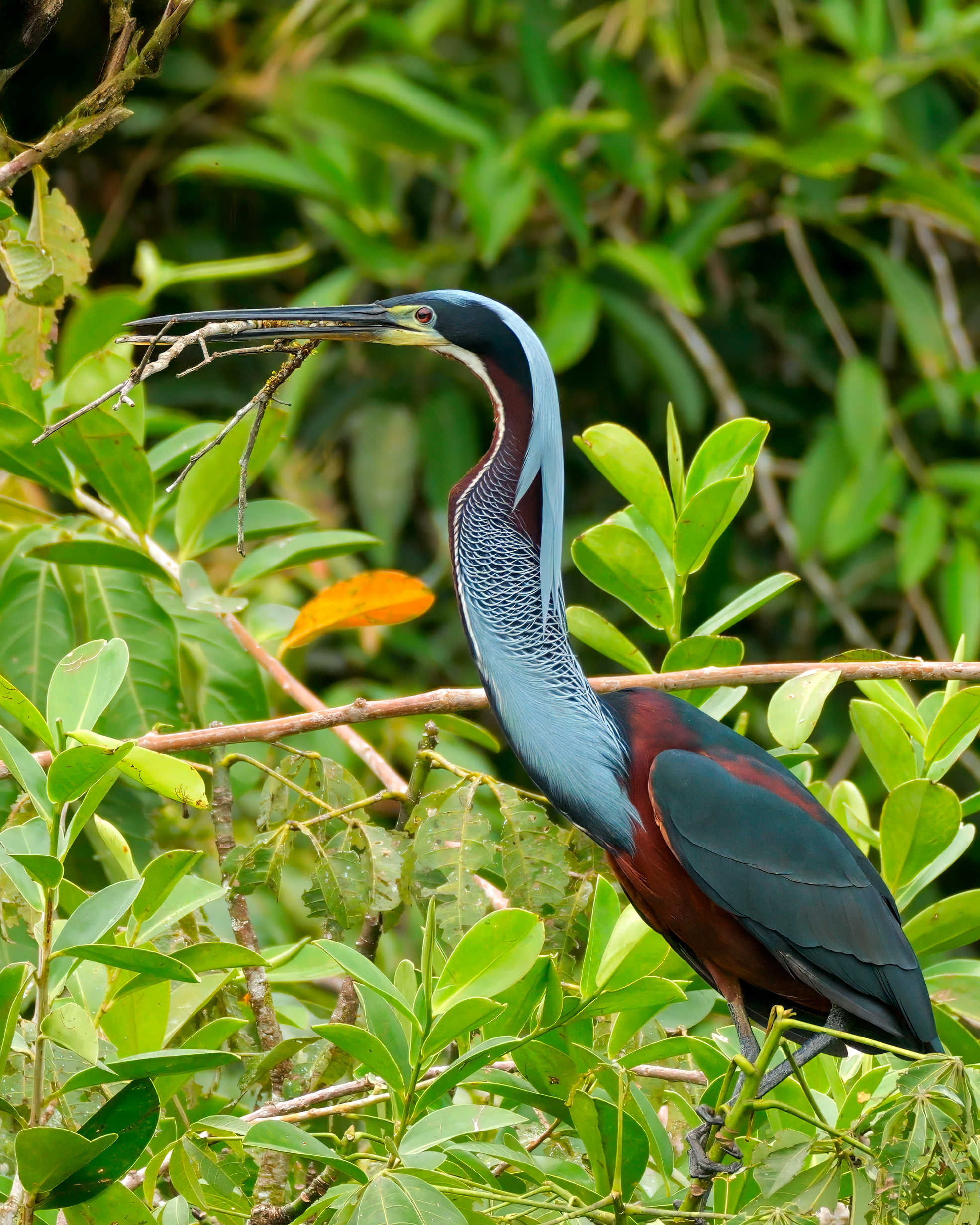Agami Heron in flight