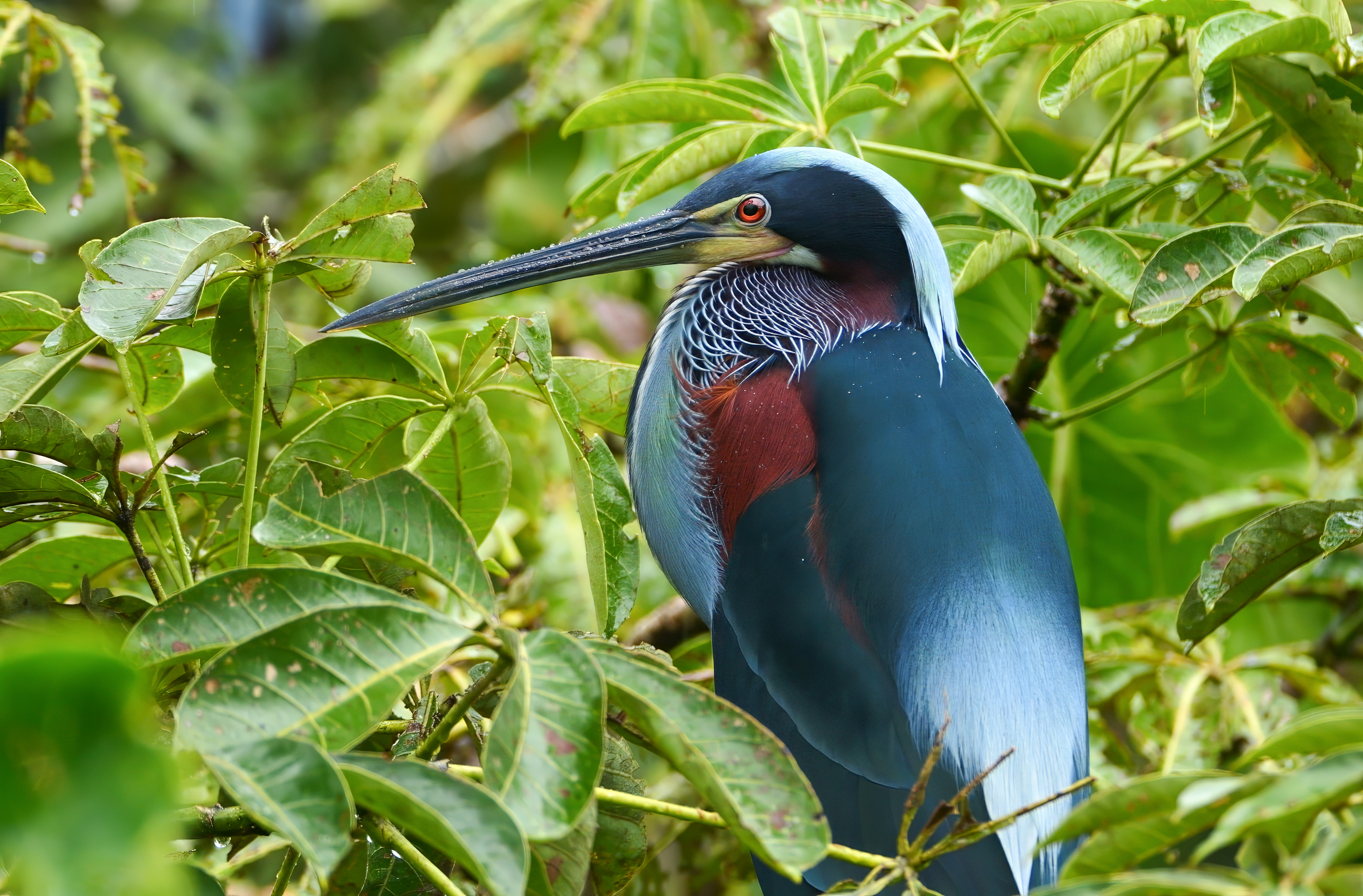 Agami Heron nesting behavior