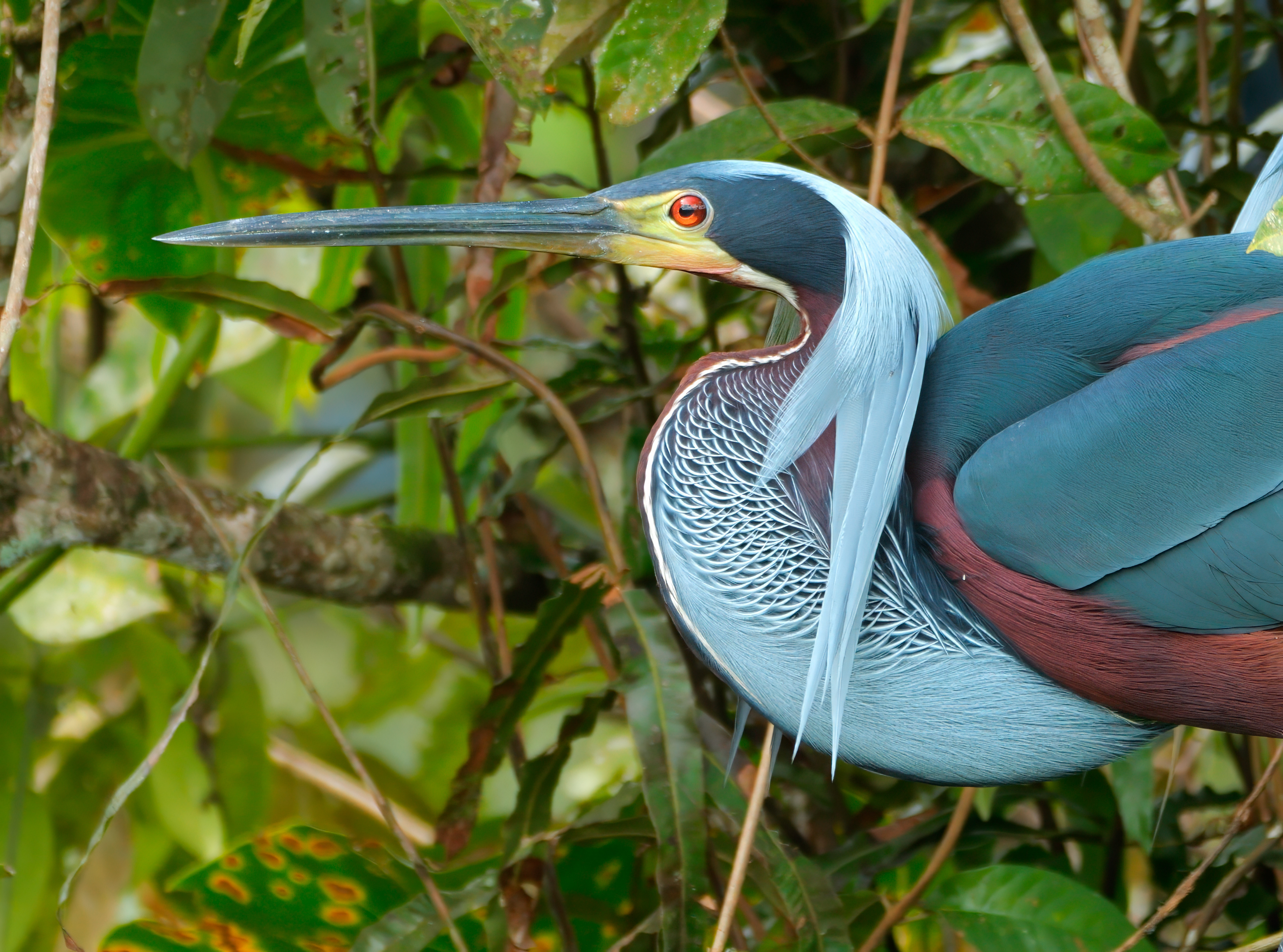 Agami Heron in breeding plumage