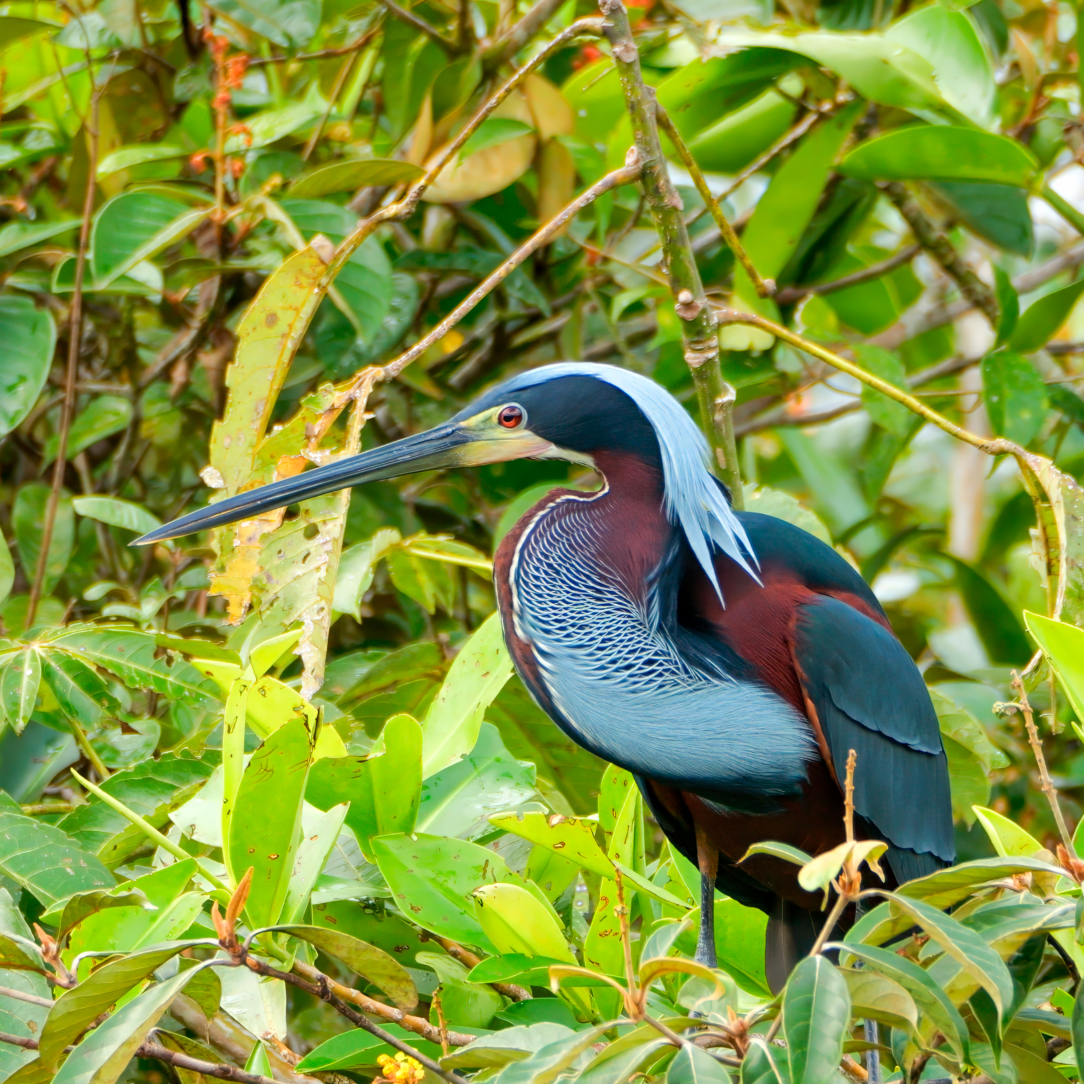 Agami Heron in natural habitat