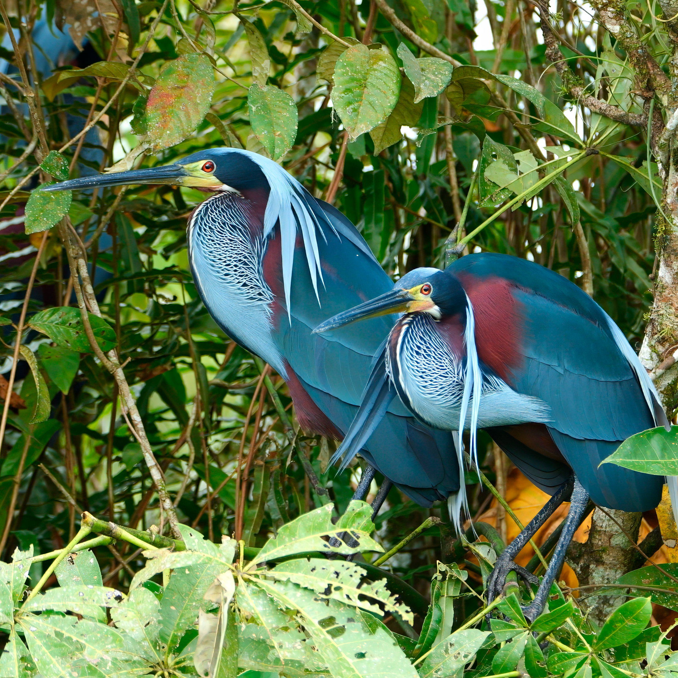 Agami Heron hunting