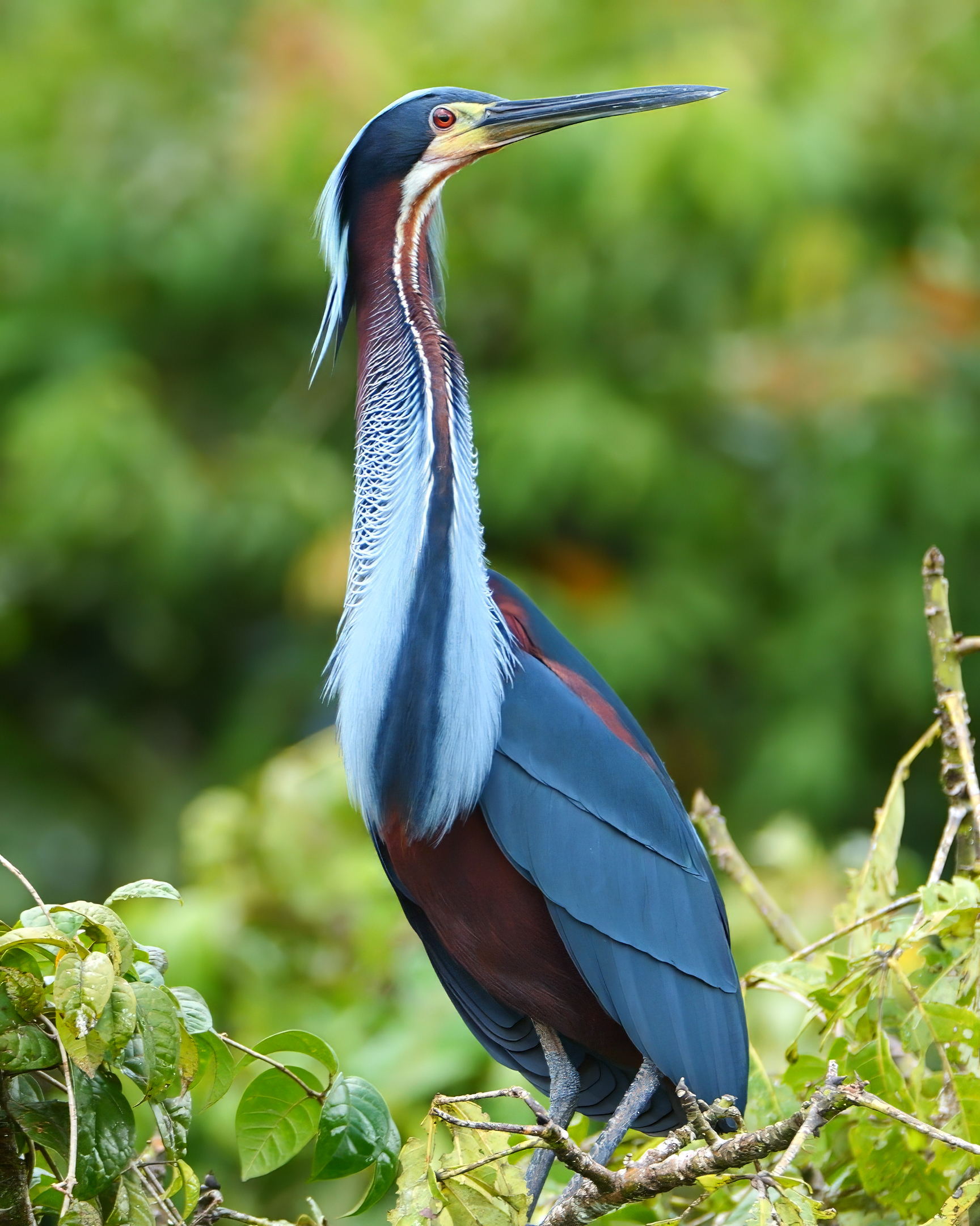 Agami Heron in natural setting