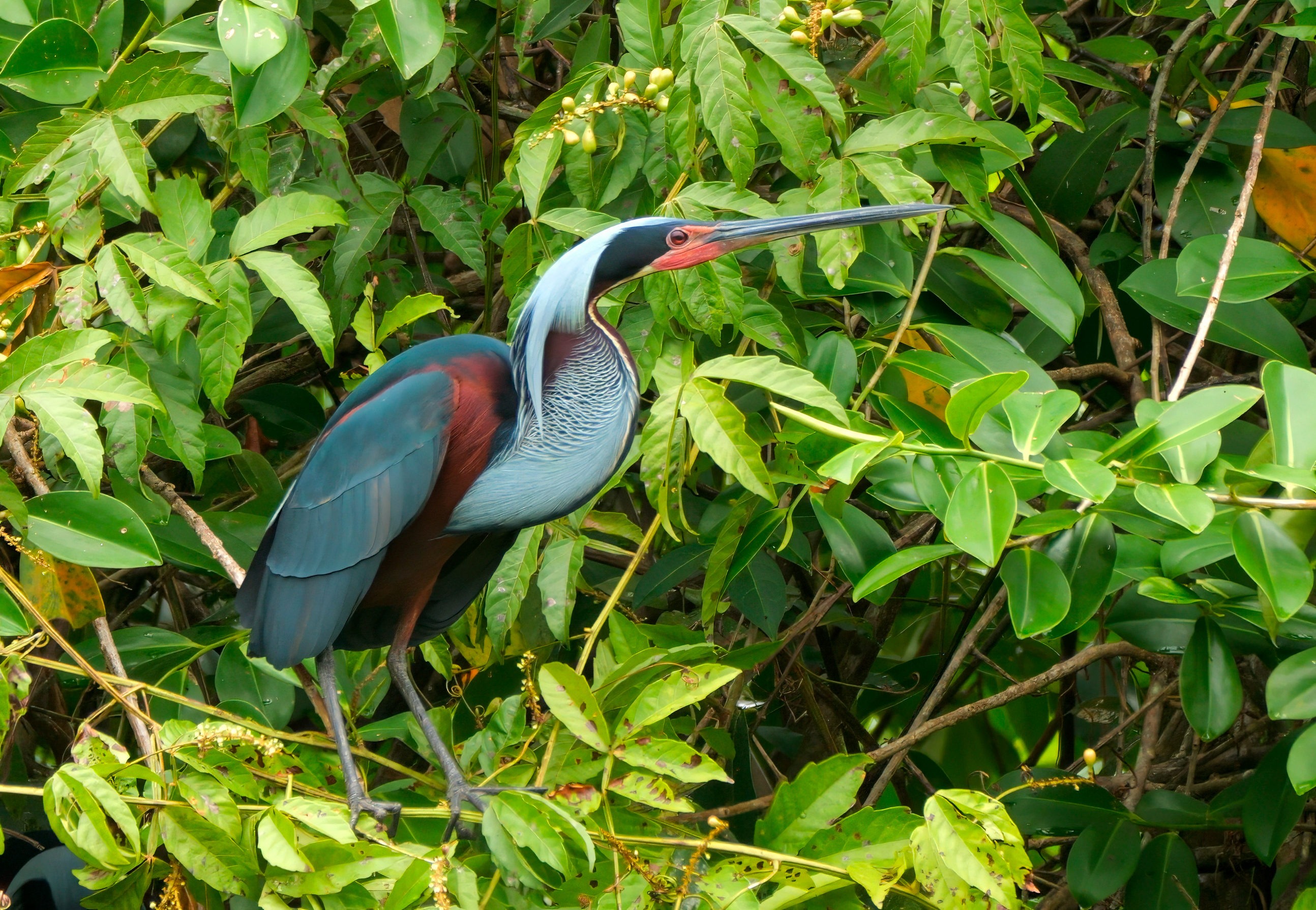 Agami Heron close-up portrait