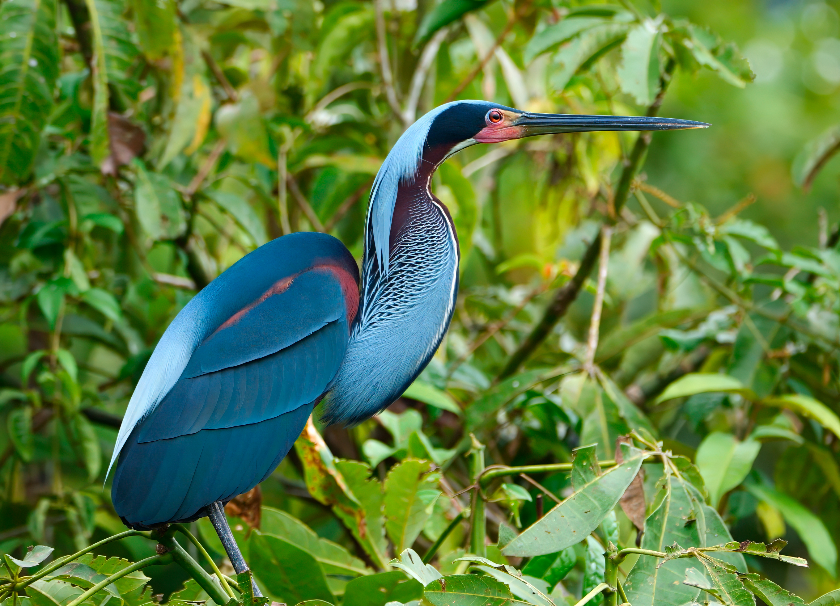 Agami Heron portrait