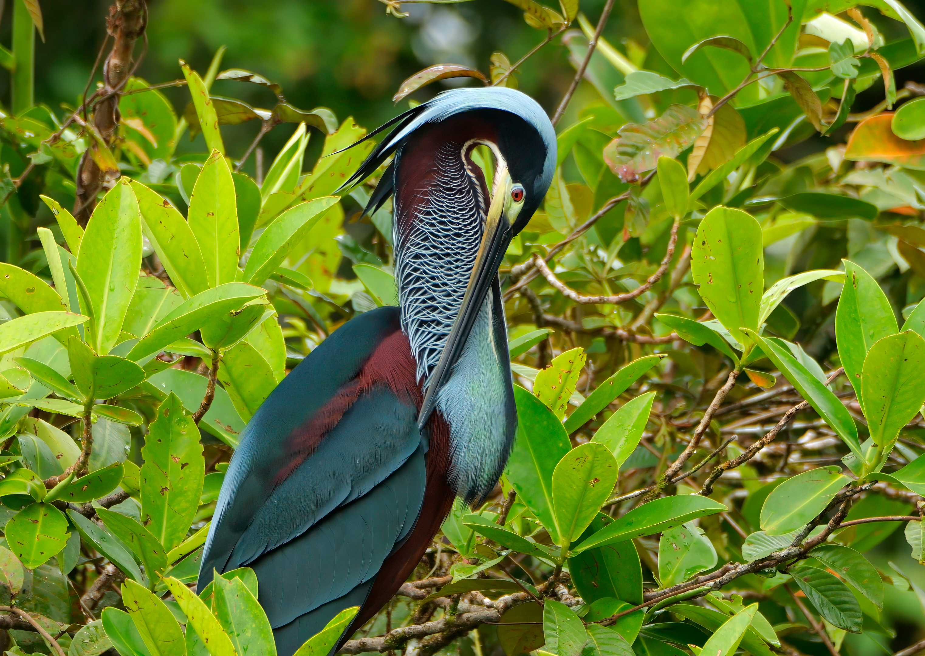 Agami Heron in wetland