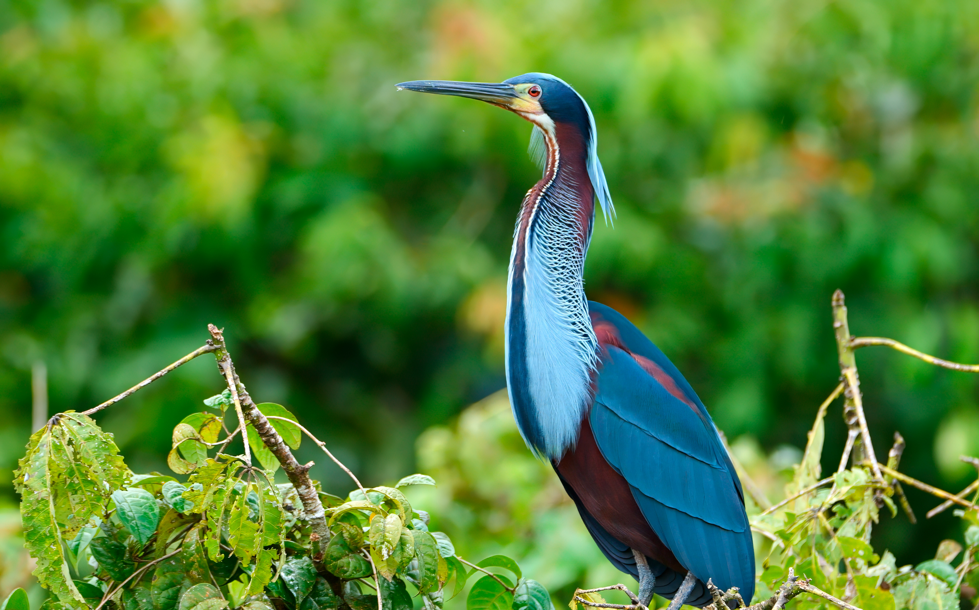 Agami Heron close-up