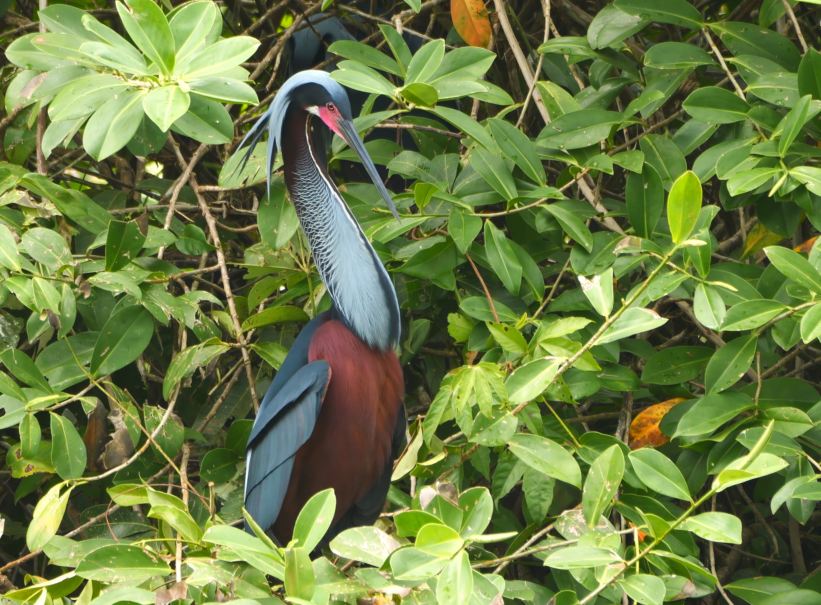 Agami Heron in natural habitat