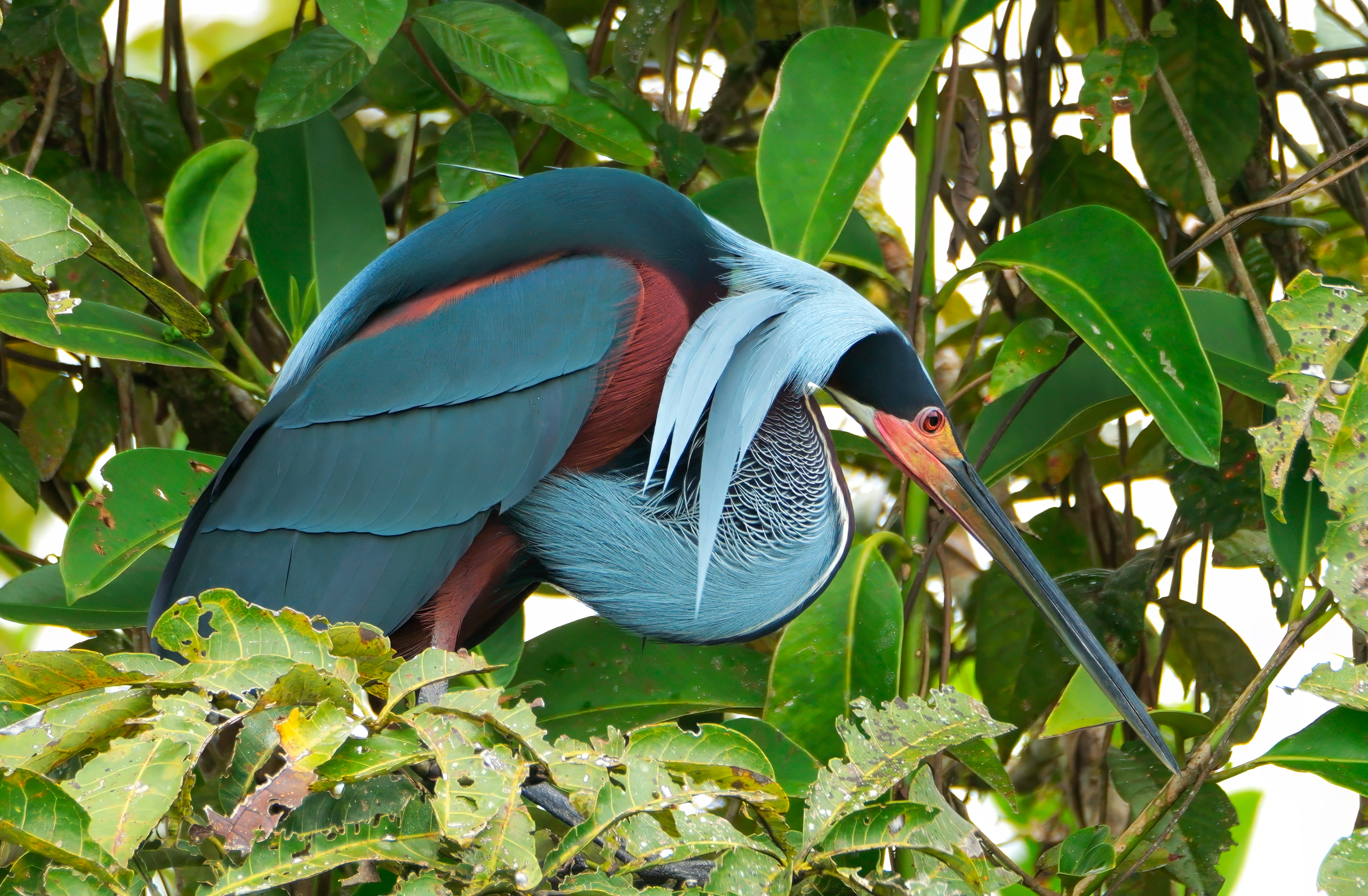 Agami Heron in wetland environment